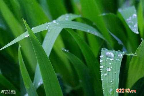 春雨贵如油所有地区都适用吗-春雨贵如油所有地区都适用吗?