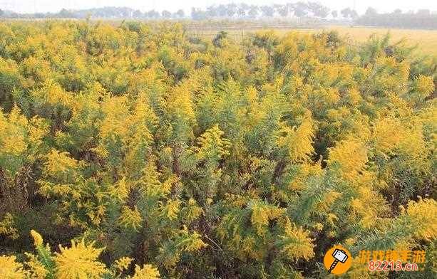 加拿大一枝黄花为何人人喊打-加拿大一枝黄花到底是什么