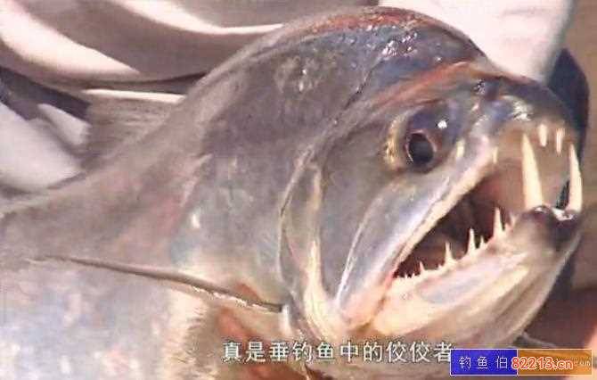 野人海岸蓝色叉牙鱼