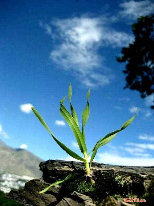 无知的小草-仙剑奇侠传五无知的小草