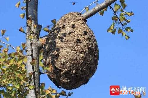 我的蜂巢-我的蜂巢能升级